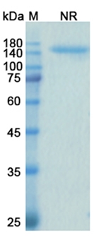 Samalizumab (CD200) - Research Grade Biosimilar Antibody