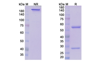 Samrotamab (LRRC15) - Research Grade Biosimilar Antibody