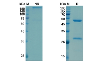 Satumomab (TAG-72) - Research Grade Biosimilar Antibody
