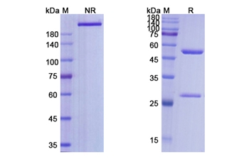 Selicrelumab (CD40/TNFRSF5) - Research Grade Biosimilar Antibody