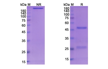 Serclutamab (EGFR) - Research Grade Biosimilar Antibody