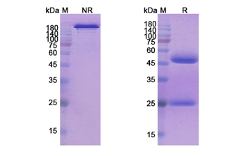Seribantumab (ERBB3) - Research Grade Biosimilar Antibody