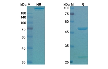 Setoxaximab (Stx2/SLT-II) - Research Grade Biosimilar Antibody