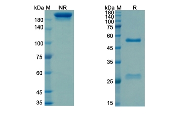 Sevirumab (HCMV) - Research Grade Biosimilar Antibody