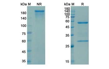 Sibrotuzumab (FAP) - Research Grade Biosimilar Antibody