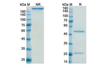 Sifalimumab (IFNA1) - Research Grade Biosimilar Antibody