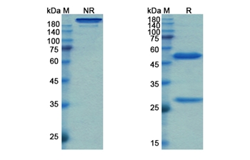 Simtuzumab (LOXL2) - Research Grade Biosimilar Antibody
