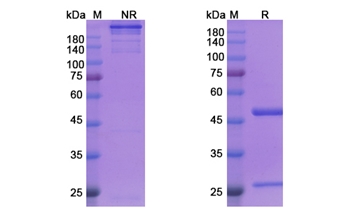 Siplizumab (CD2/LFA-2) - Research Grade Biosimilar Antibody