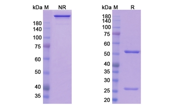 Sirtratumab (SLITRK6) - Research Grade Biosimilar Antibody