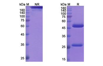 Solanezumab (APP Abeta,soluble monomer) - Research Grade Biosimilar Antibody