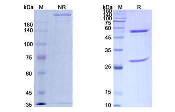 Sontuzumab (MUC1/CD227) - Research Grade Biosimilar Antibody