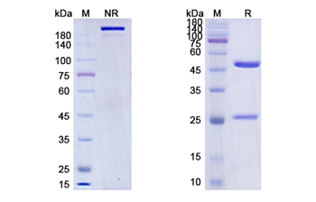 Spartalizumab (PDCD1/PD1/CD279) - Research Grade Biosimilar Antibody