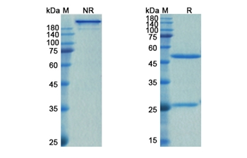 Spesolimab (IL36RN) - Research Grade Biosimilar Antibody