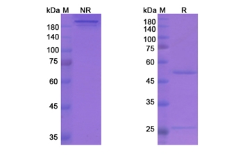 Stamulumab (MSTN/GDF-8) - Research Grade Biosimilar Antibody