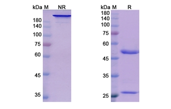 Suptavumab (RSV glycoprotein F) - Research Grade Biosimilar Antibody