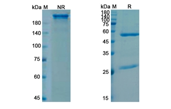Sutimlimab (C1S) - Research Grade Biosimilar Antibody