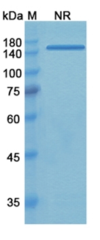 Tadocizumab (ITGA2B_ITGB3) - Research Grade Biosimilar Antibody