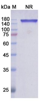 Tafasitamab (CD19) - Research Grade Biosimilar Antibody