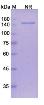 Tarextumab (CD52) - Research Grade Biosimilar Antibody