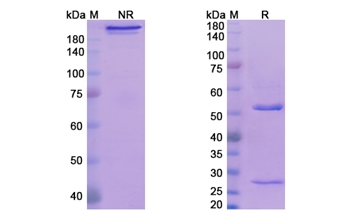 Tavolimab (TNF- SF4 receptor I) - Research Grade Biosimilar Antibody