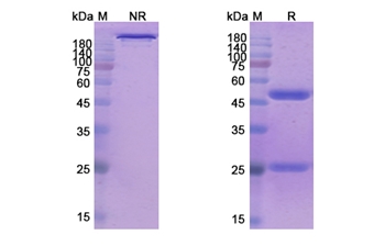 Tenatumomab (TNC/HXB) - Research Grade Biosimilar Antibody