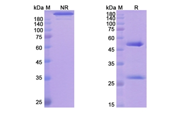 Teneliximab (CD40/TNFRSF5) - Research Grade Biosimilar Antibody