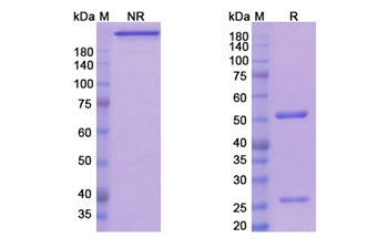 Teplizumab (CD3) - Research Grade Biosimilar Antibody
