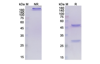 Tepoditamab (CD3E/CLEC12A) - Research Grade Biosimilar Antibody