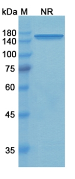 Tidutamab (CD3 epsilon/SSTR2) - Research Grade Biosimilar Antibody