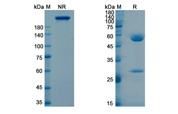 Tigatuzumab (TNFRSF10B/CD262) - Research Grade Biosimilar Antibody