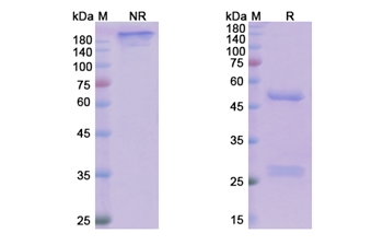 Tildrakizumab (IL23A) - Research Grade Biosimilar Antibody