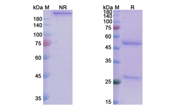 Tinurilimab (CEACAM6) - Research Grade Biosimilar Antibody