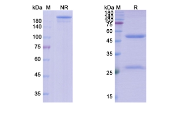 Tomaralimab (TLR2/CD282) - Research Grade Biosimilar Antibody