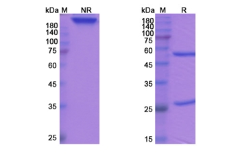 Tosatoxumab (alpha toxin) - Research Grade Biosimilar Antibody