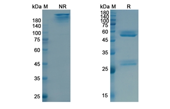Tositumomab (MS4A1/CD20) - Research Grade Biosimilar Antibody