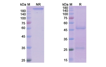 Tralokinumab (IL13) - Research Grade Biosimilar Antibody