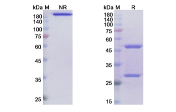 Tregalizumab (CD4) - Research Grade Biosimilar Antibody