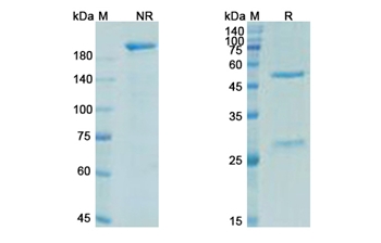 Trevogrumab (MSTN/GDF8) - Research Grade Biosimilar Antibody