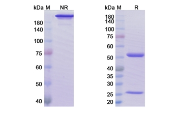 Ublituximab (MS4A1/CD20) - Research Grade Biosimilar Antibody