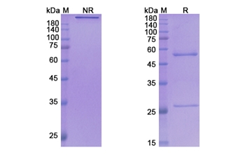 Ulocuplumab (CXCR4/CD184) - Research Grade Biosimilar Antibody