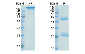 Ustekinumab (IL12B) - Research Grade Biosimilar Antibody