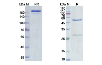 Vandortuzumab Vedotin (STEAP1) - Research Grade Biosimilar Antibody