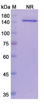 Vanucizumab (ANGPT2/VEGFA) - Research Grade Biosimilar Antibody