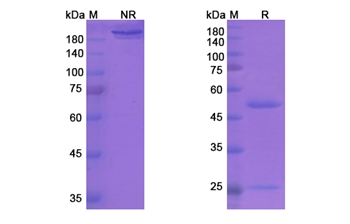 Vapaliximab (AOC3/VAP-1) - Research Grade Biosimilar Antibody