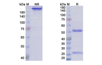 Varlilumab (CD27/TNFRSF7) - Research Grade Biosimilar Antibody