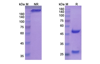 Vatelizumab (ITGA2) - Research Grade Biosimilar Antibody