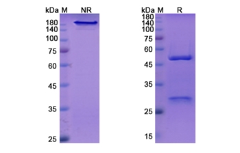 Vedolizumab (ITGA4_ITGB7) - Research Grade Biosimilar Antibody