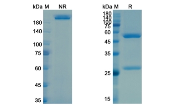 Vesencumab (NRP1/VEGF165R extracellular domain) - Research Grade Biosimilar Antibody