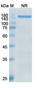 Vibecotamab (CD3 epsilon/ IL3RA) - Research Grade Biosimilar Antibody