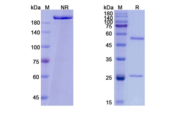 Vibostolimab (TIGIT/VSIG9/VSTM3) - Research Grade Biosimilar Antibody